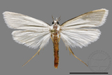 ǦW:Crambidae sp.