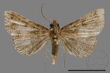 ǦW:Cidariplura sp.