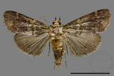 ǦW:Crambidae sp.