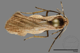 ǦW:Lithosiinae sp.