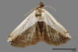 ǦW:Noctuidae sp.