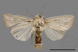 ǦW:Athetis sp.