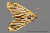 ǦW:Crambidae sp.