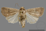 ǦW:Athetis sp.