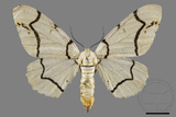 ǦW:Biston perclarus