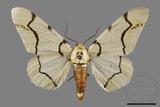 ǦW:Biston perclarus