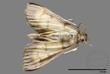 ǦW:Crambidae sp.