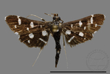 ǦW:Crambidae sp.