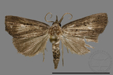 ǦW:Stenohypenya sp.