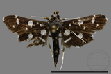 ǦW:Crambidae sp.