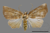 ǦW:Nolinae sp.