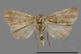 ǦW:Noctuidae sp.