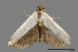 ǦW:Noctuidae sp.