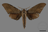 ǦW:Marumba cristata bukaiana