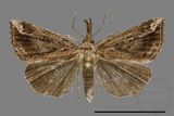 ǦW:Hypena sp.