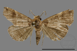 ǦW:Bertula hadenalis persimilis