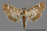 ǦW:Crambidae sp.