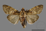 ǦW:Crambidae sp.