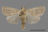 ǦW:Athetis sp.