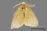 ǦW:Euproctis latifascia suisharyonis