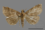 ǦW:Bertula hadenalis persimilis