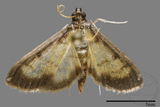 ǦW:Crambidae sp.