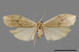 ǦW:Eilema rubrescens