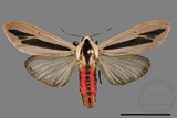 ǦW:Creatonotos gangis