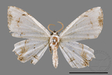 ǦW:Dysaethria cretacea