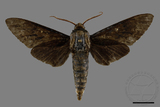 ǦW:Dolbina inexacta