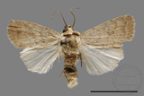 ǦW:Athetis sp.