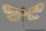 ǦW:Crambidae sp.