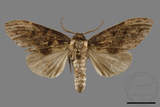 ǦW:Semidonta kosemponica