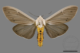 ǦW:Creatonotos transiens vacillans