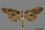 ǦW:Semidonta kosemponica