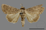 ǦW:Condica sp.