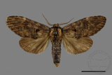 ǦW:Semidonta kosemponica