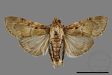 ǦW:Crambidae sp.