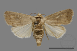 ǦW:Athetis sp.