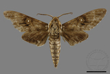 ǦW:Dolbina inexacta