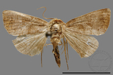 ǦW:Noctuidae sp.