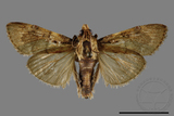 ǦW:Crambidae sp.