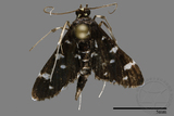 ǦW:Crambidae sp.