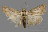 ǦW:Condica sp.