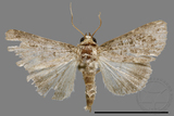 ǦW:Condica sp.