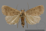 ǦW:Noctuidae sp.