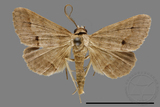 ǦW:Noctuidae sp.