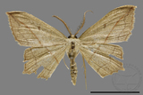 ǦW:Traminda sp.