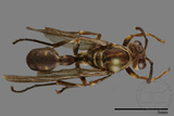 ǦW:Parapolybia nodosa