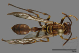 ǦW:Parapolybia nodosa